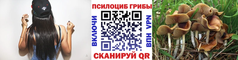 Купить закладки  Венёв  Галлюциногенные грибы Cubensis 